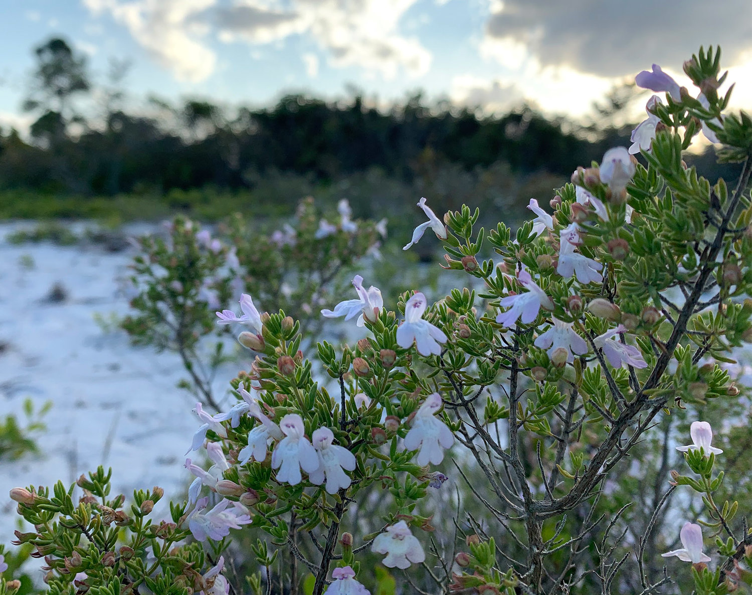 Ashe’s calamint, a threatened plant in Florida, may depend on the blue calamintha bee for pollination, Daniels said.